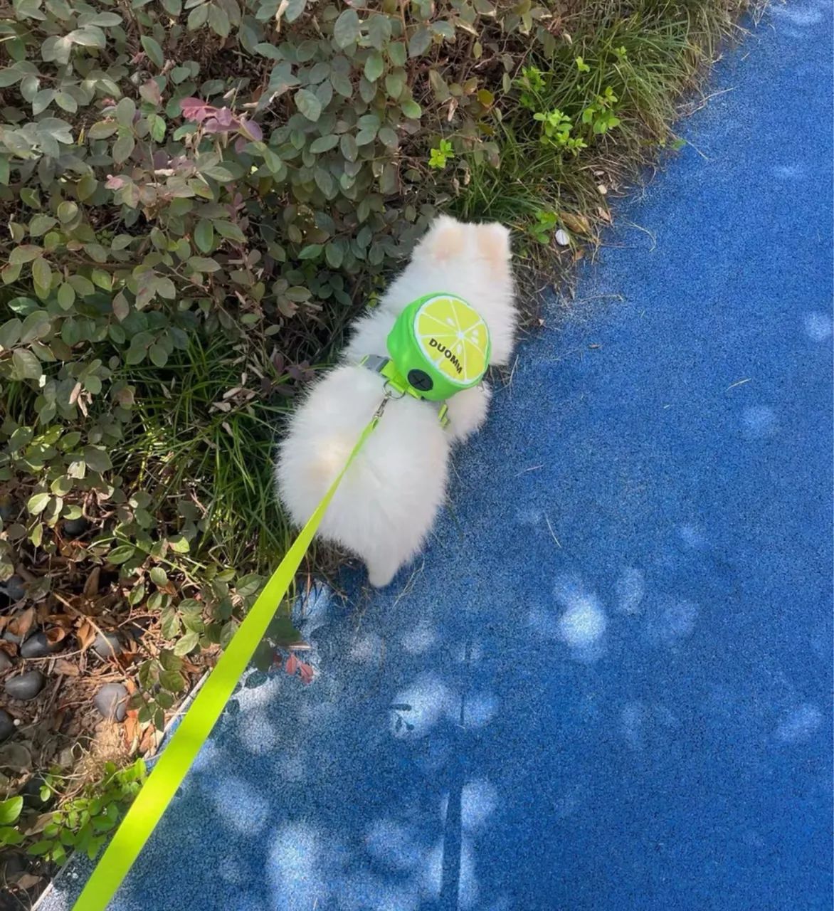 Coleira peitoral com mochila pet, cães e gatos - Foto 4