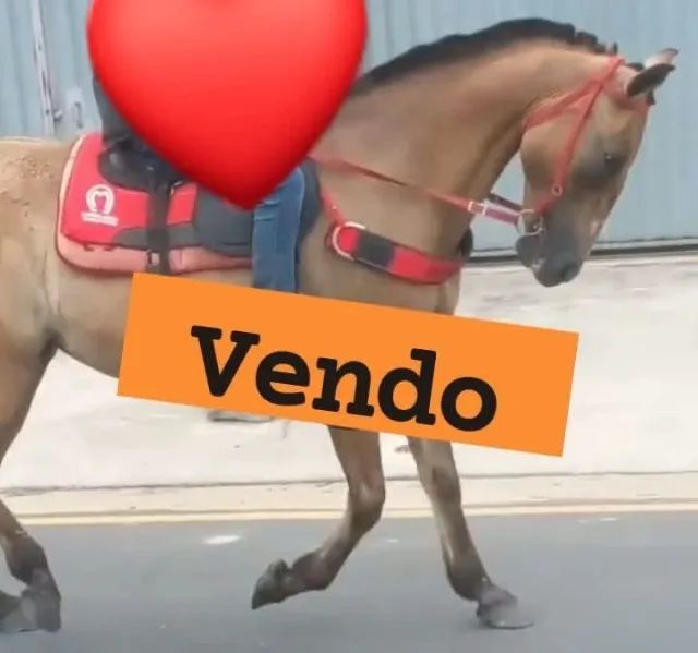 Égua Campolina Prenha / BARATO!