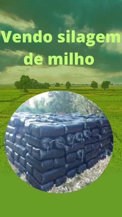 Silagem de milho