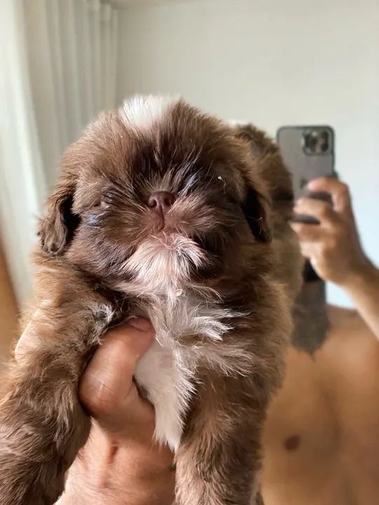 Filhote Shih Tzu - Fofo e Carinhoso - Foto 4