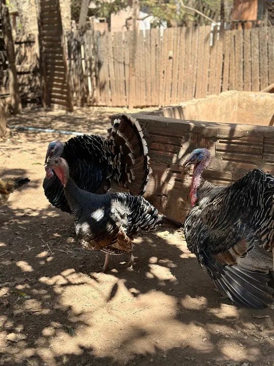 Ovos de Perú férteis  - Foto 3