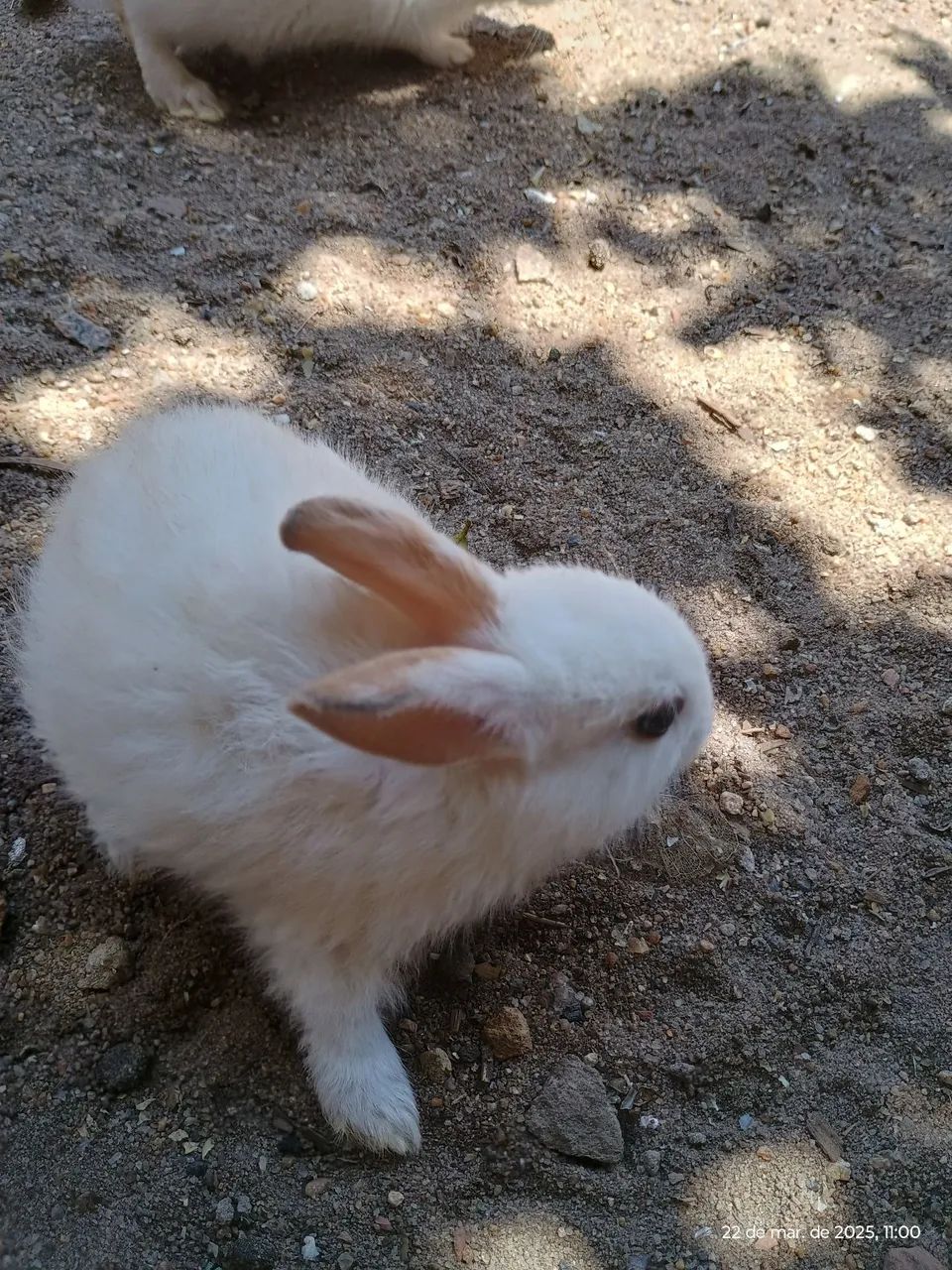 Coelhinho branco fofinho a venda  - Foto 4