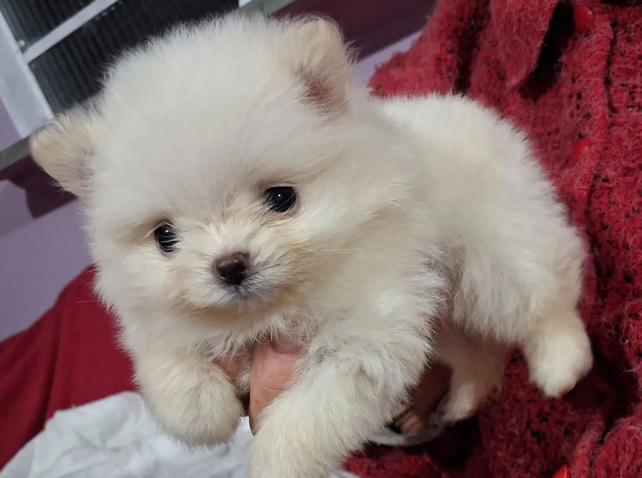 Lulu da Pomerânia Anão - Foto 4
