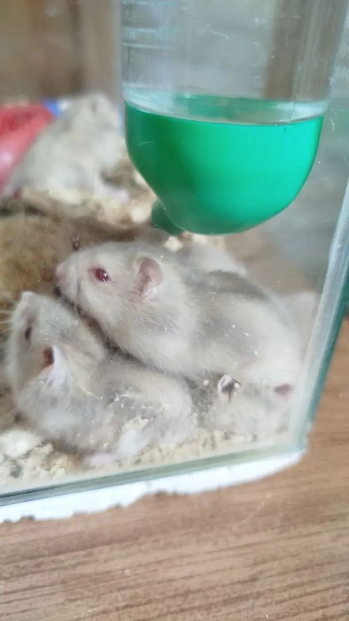 Hamster / Ramster64167789284097120