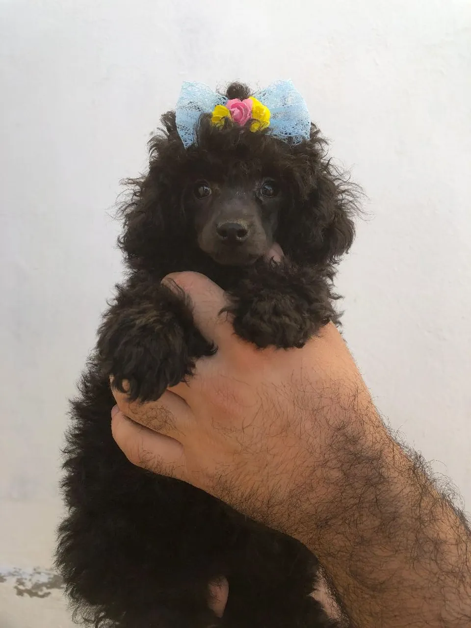 Filhote de Poodle Toy fêmea Preto
