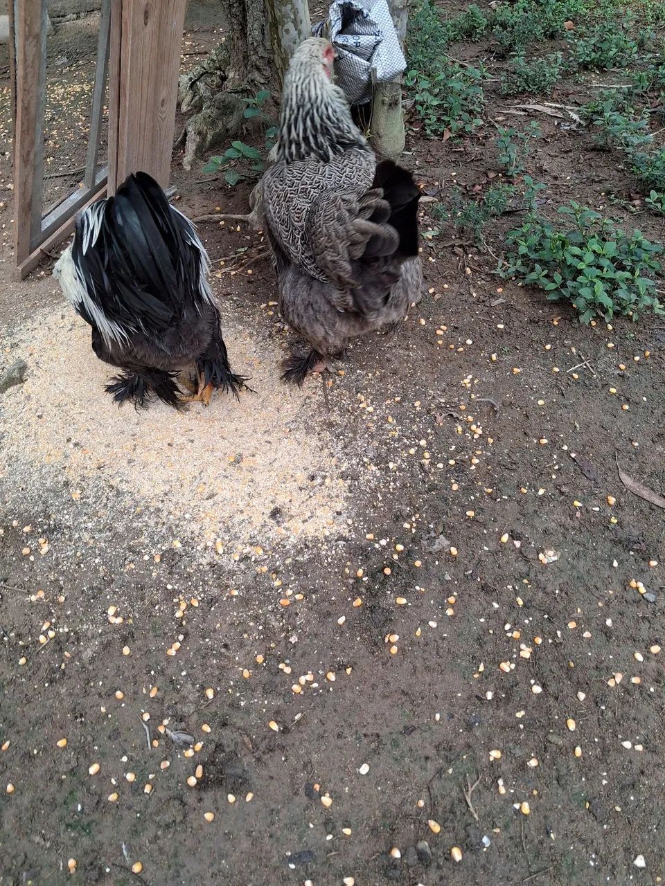 Galinhas Brahma 