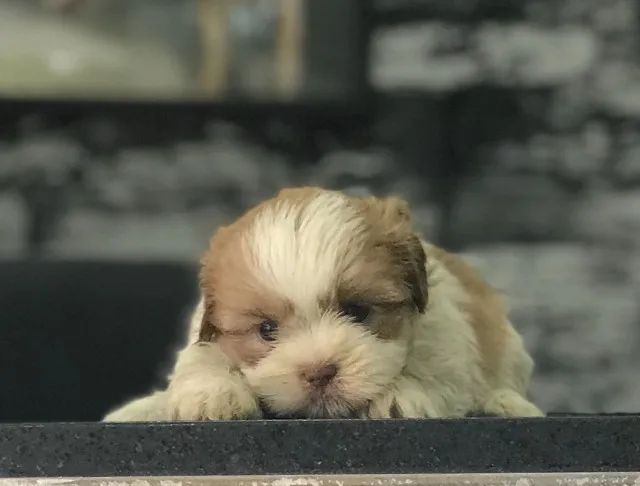 Shih Tzu de excelente qualidade
