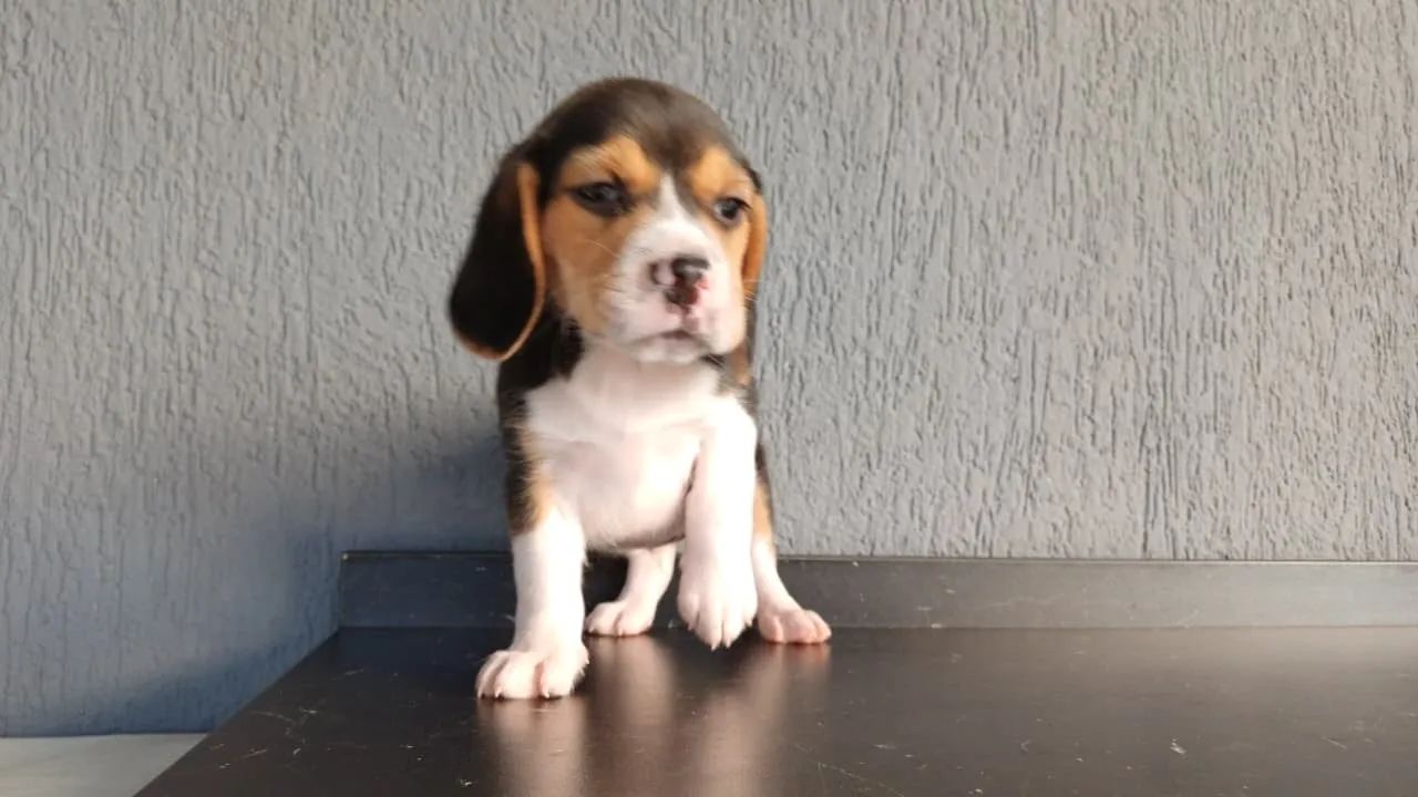 Beagle tricolor filhote vendas  - Foto 3