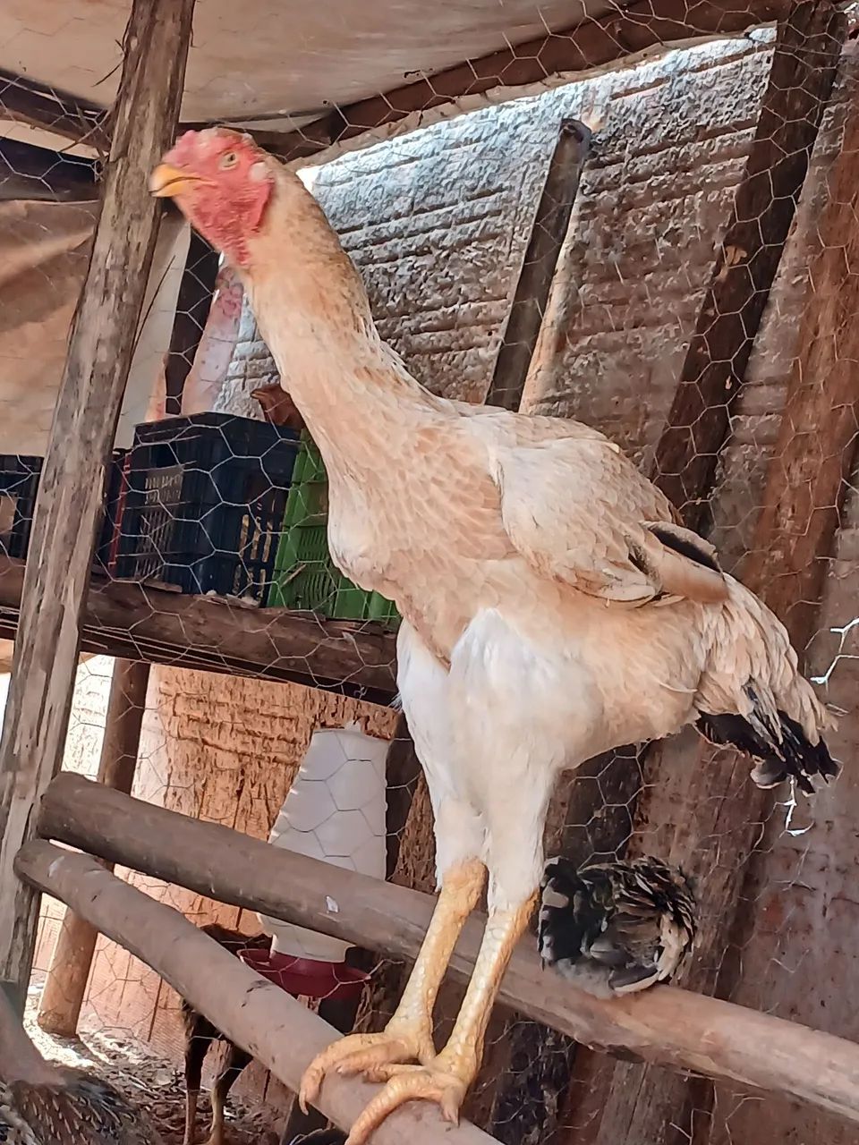  frangas e frangos índio gigantes e polacos gigantes ! - Foto 3