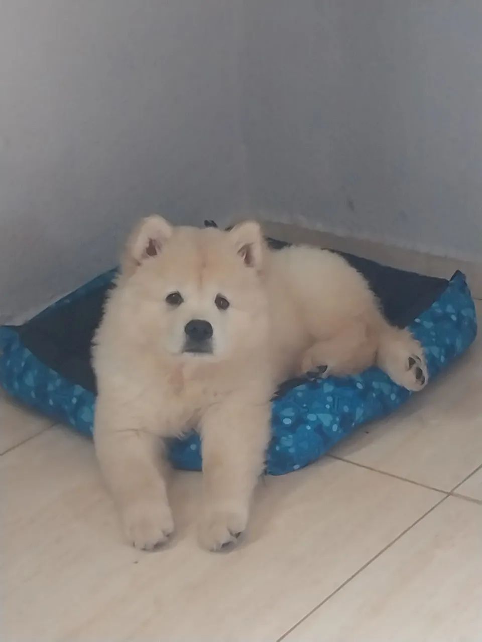 Filhote de chow chow puro - Foto 3