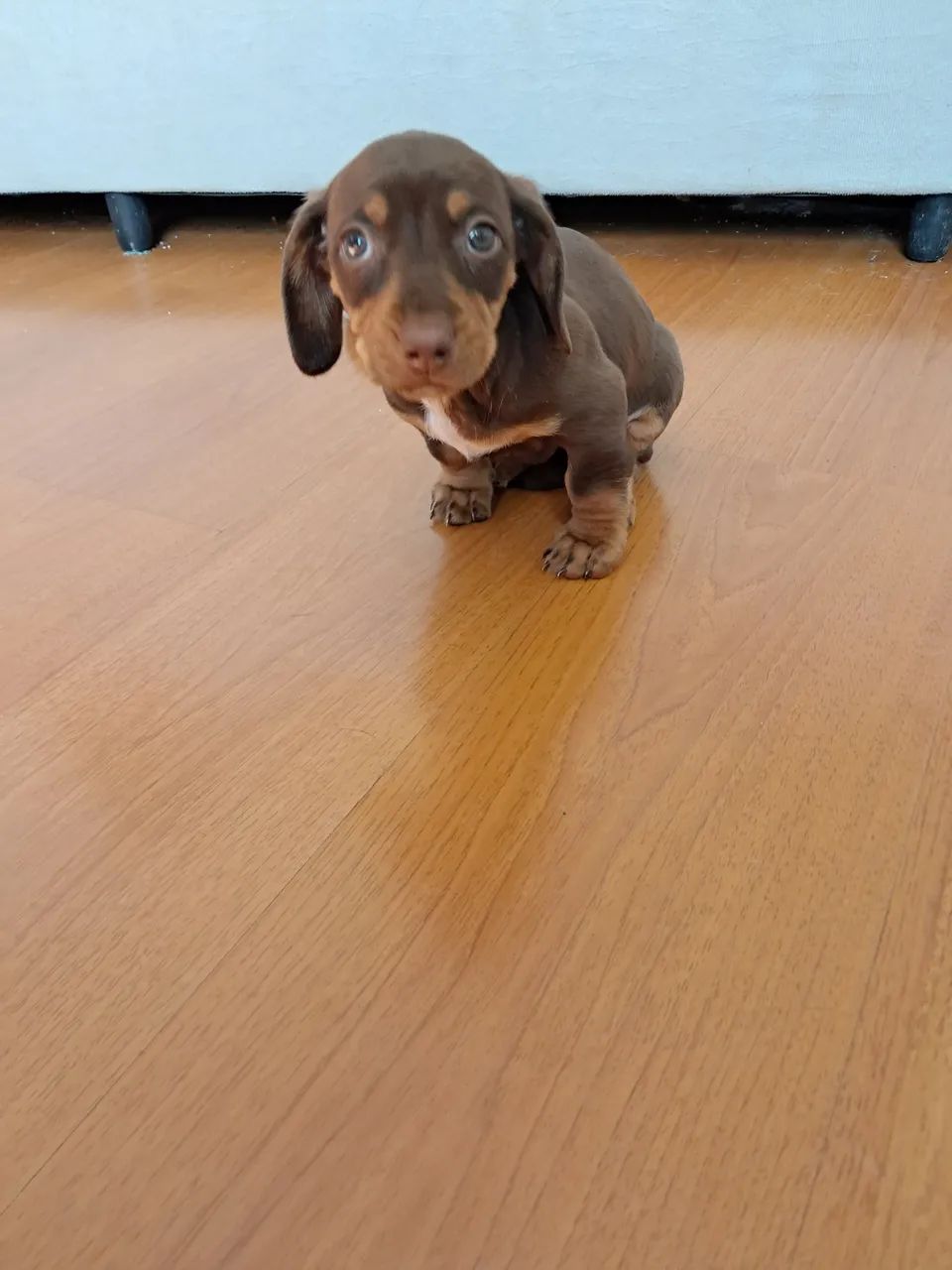 filhotes de dachshund basset - Foto 2