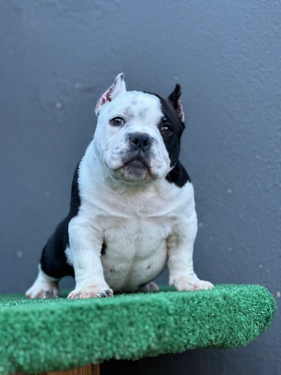 AMERICAN BULLY MICRO - MACHO  - Foto 5