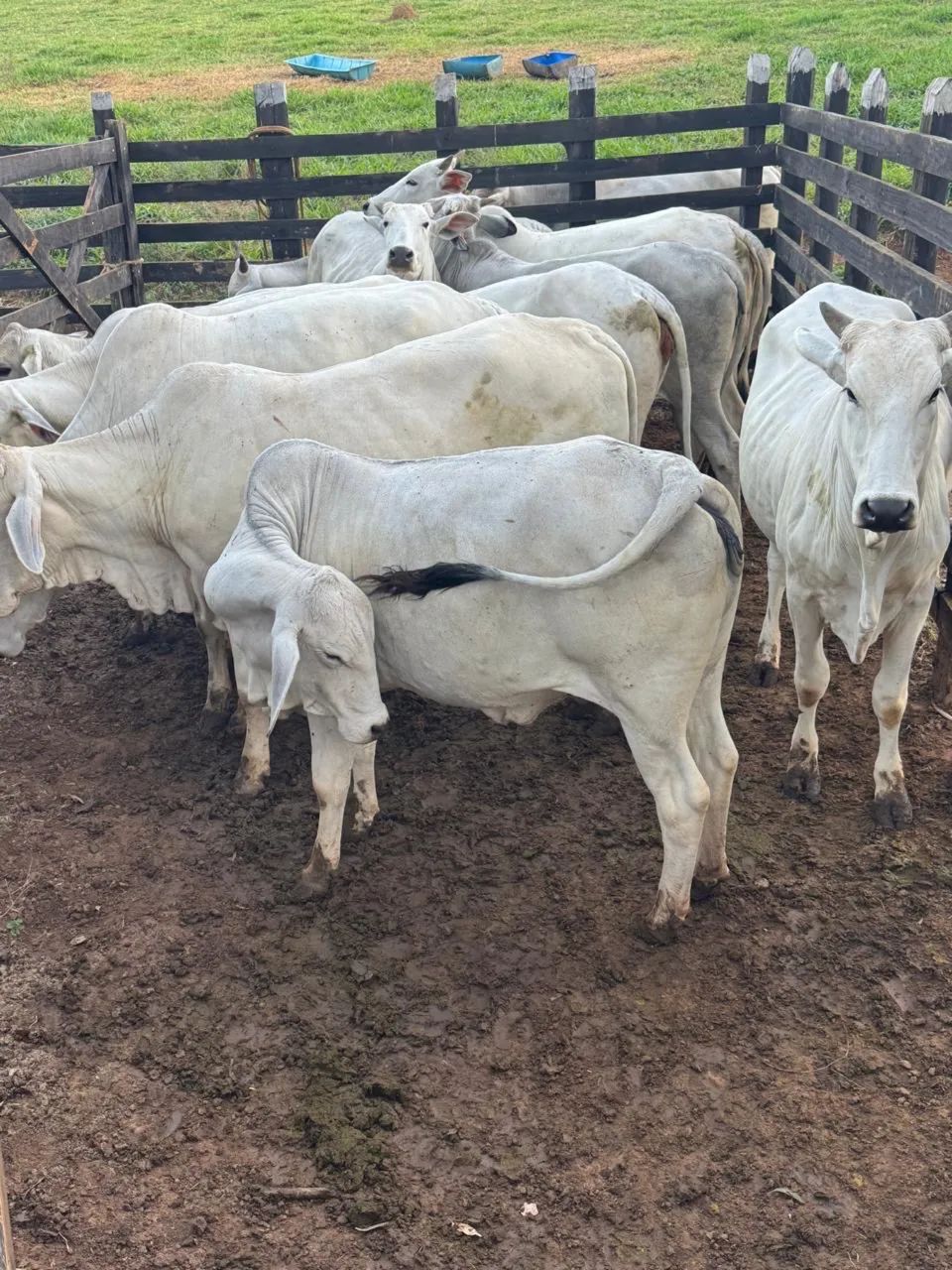 30 vacas tabanel entouradas de qualidade 