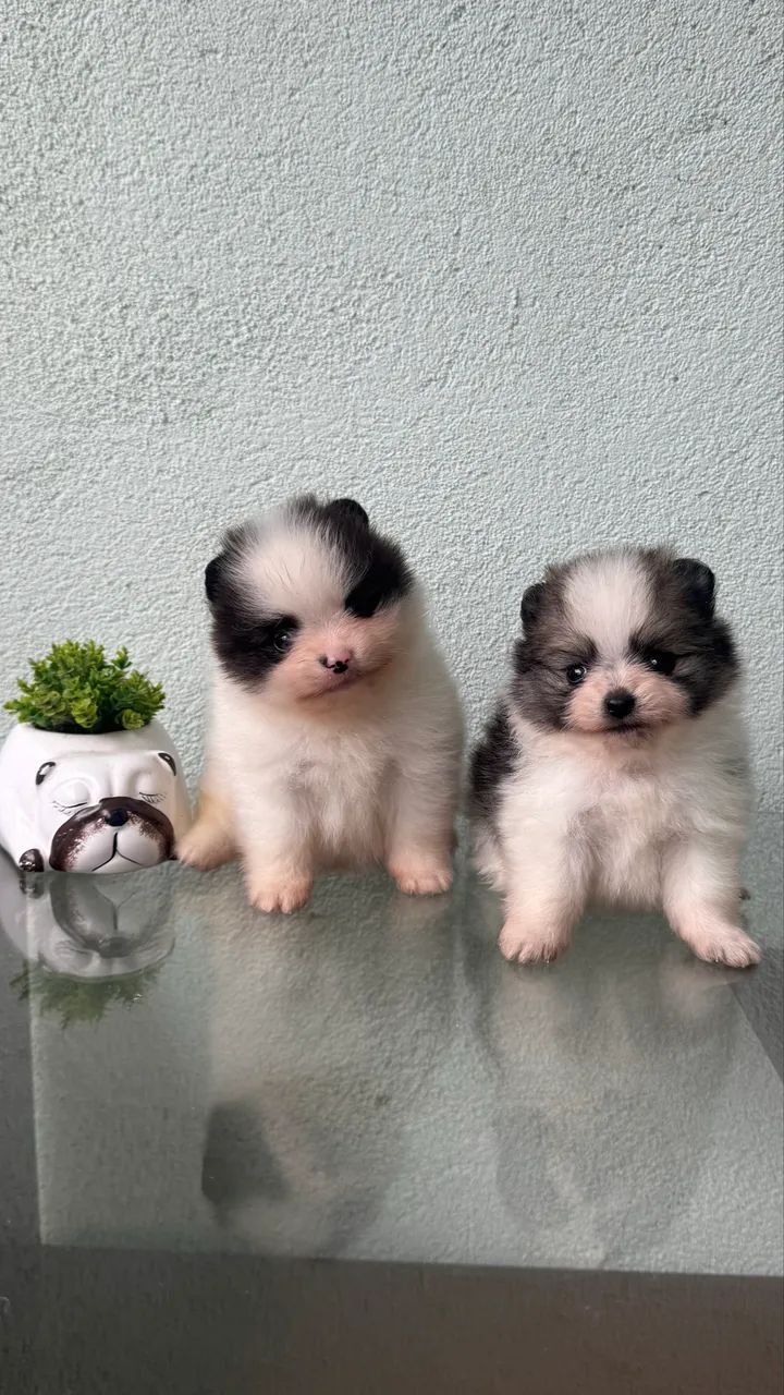 Spitz Alemão Macho