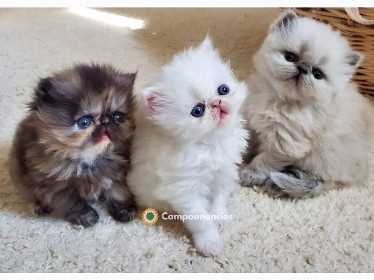 Persa Machinho e Fêmea - 18x no Cartão  - Foto 2