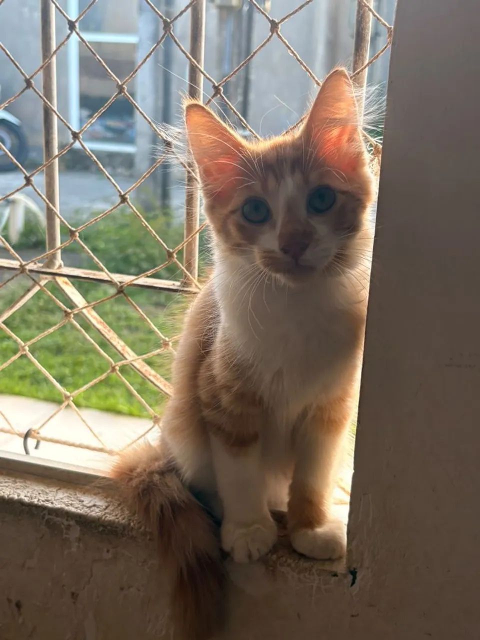 Gato 3 meses macho - Foto 2