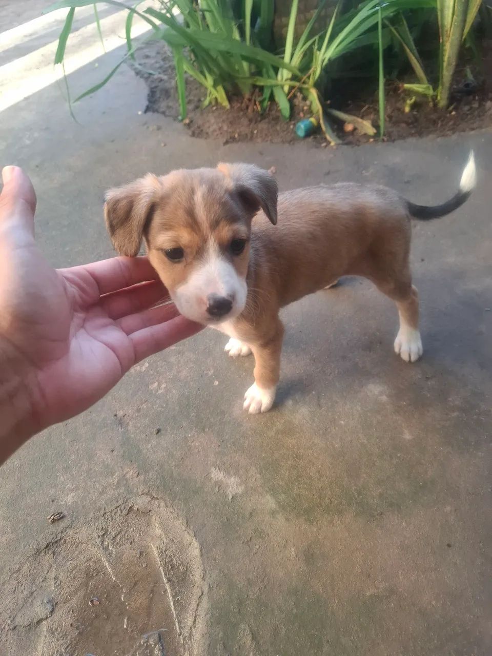 Cachorros pra adoção.  - Foto 2