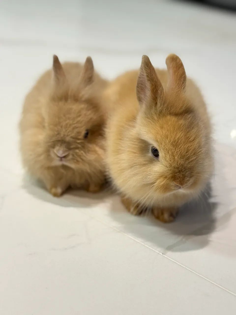 VENDO FILHOTES MINI COELHOS - Foto 3