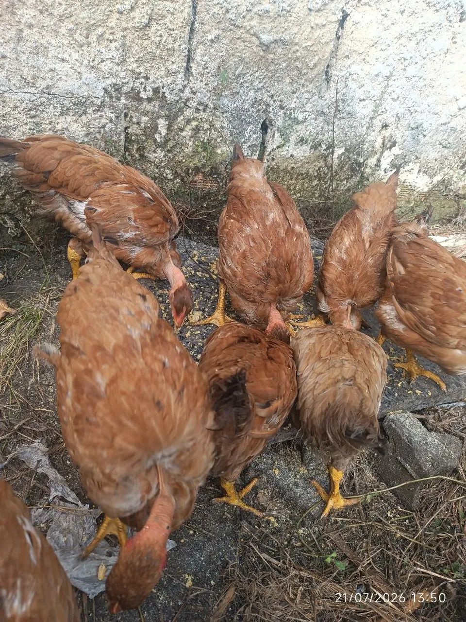 Frangas caipira - Foto 5