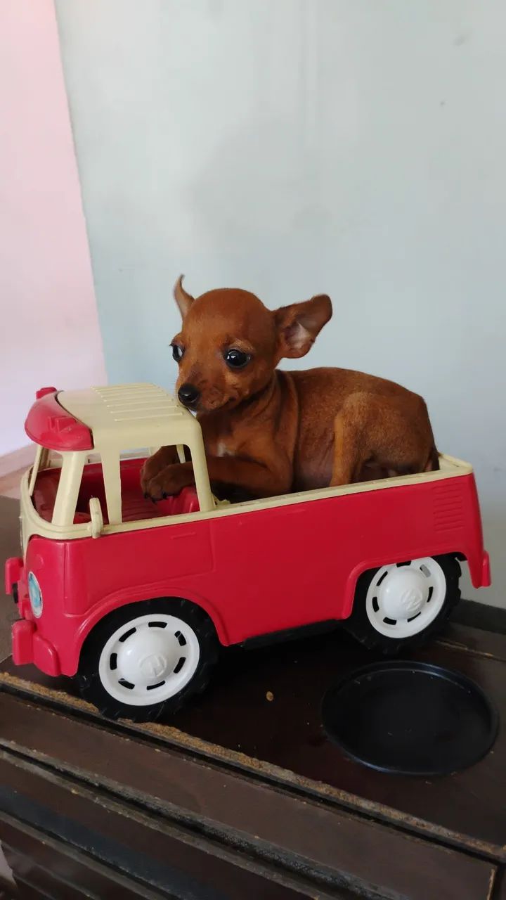 Pinscher zero  - Foto 3