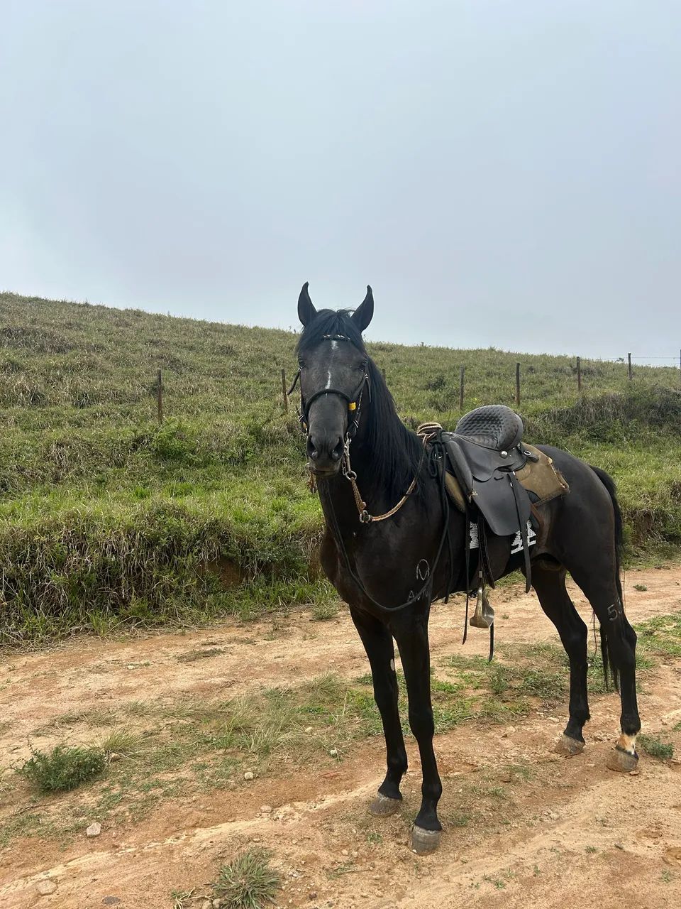 Vendo um cavalo - Foto 4