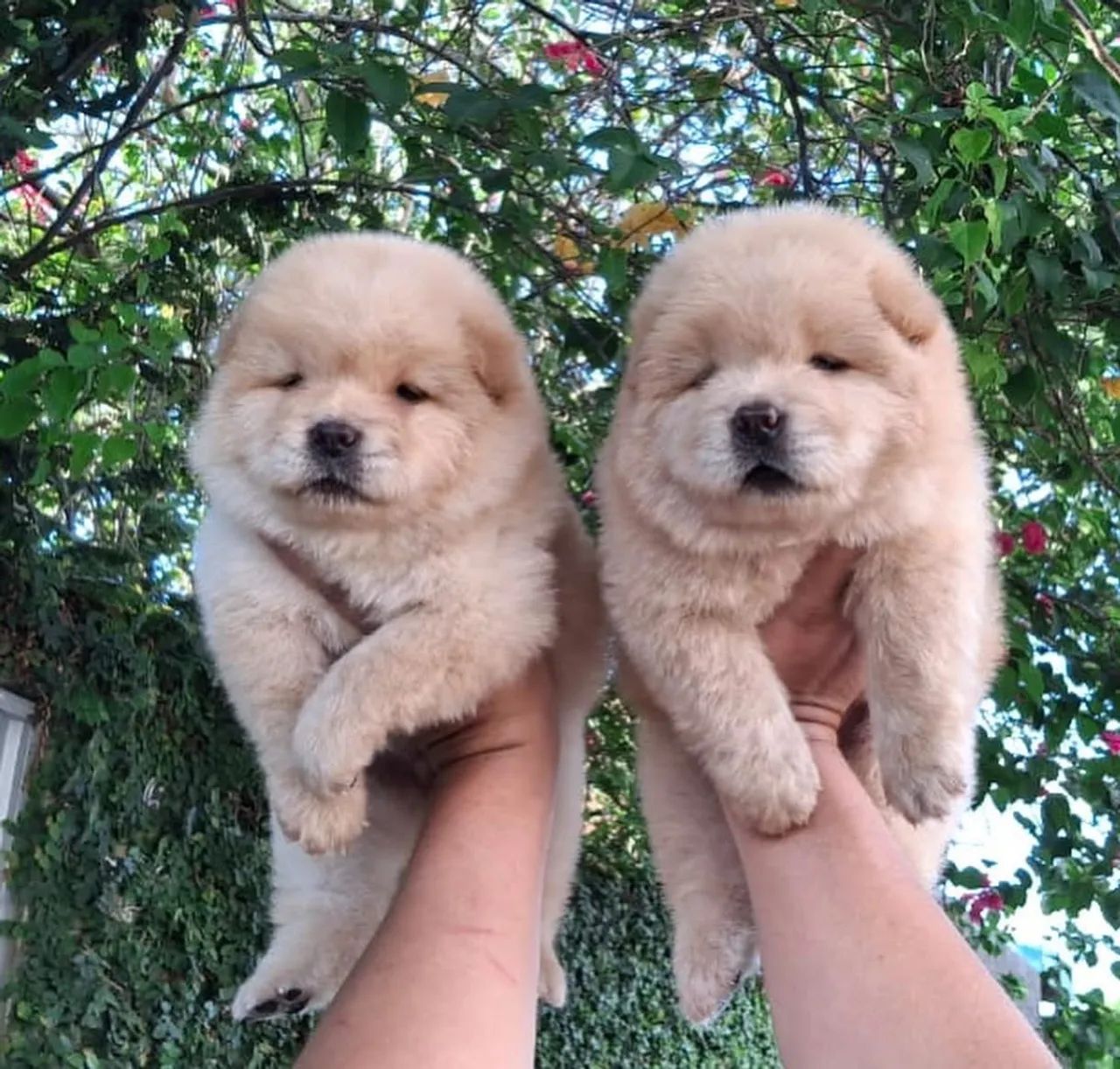 Chow chow - Foto 4
