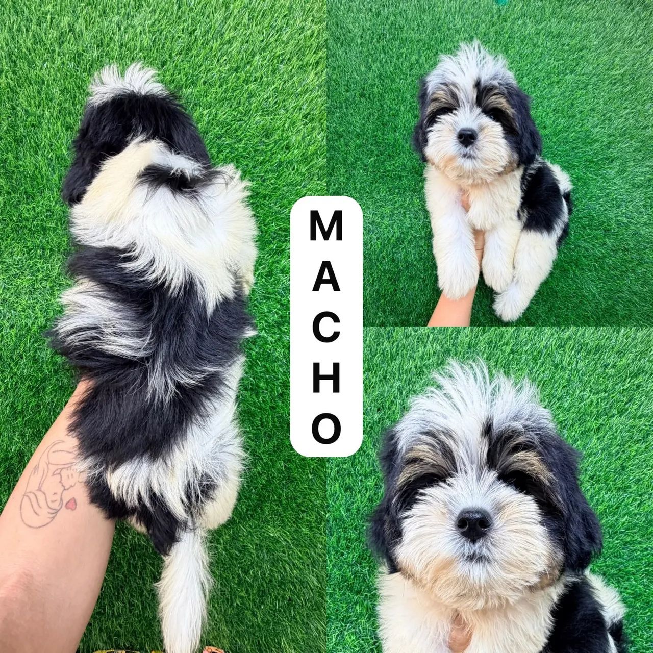 Shitzu macho 