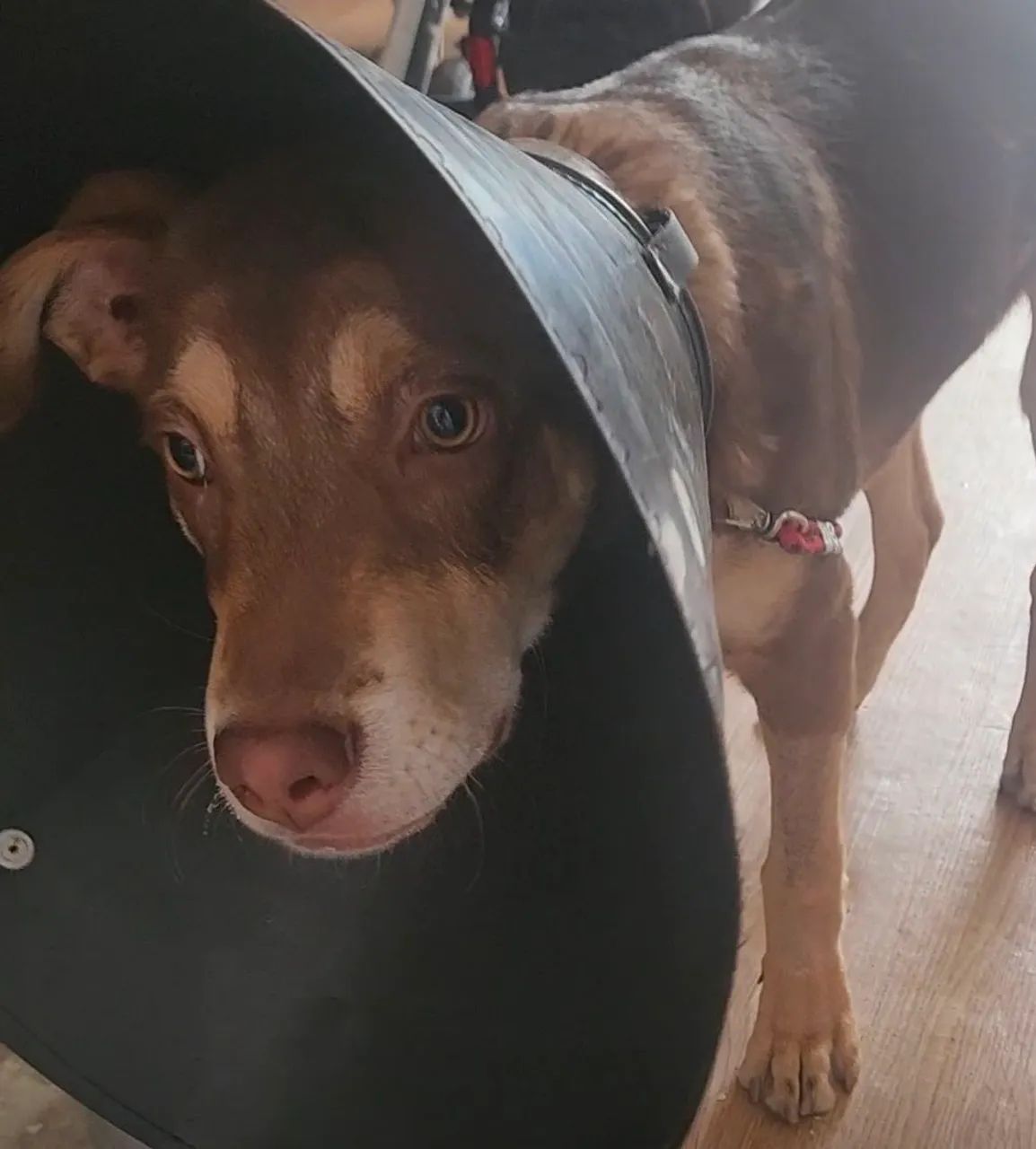 Doação cachorro - Foto 4