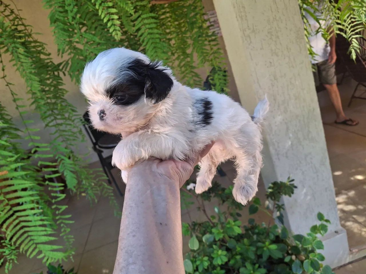 Shihtzu  - Foto 5
