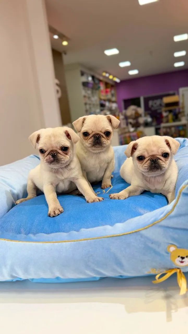 Pug macho  - Foto 4