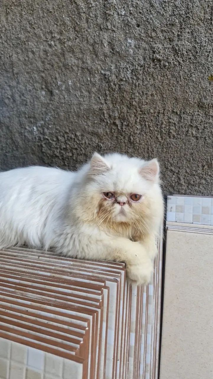 Gato Persa 