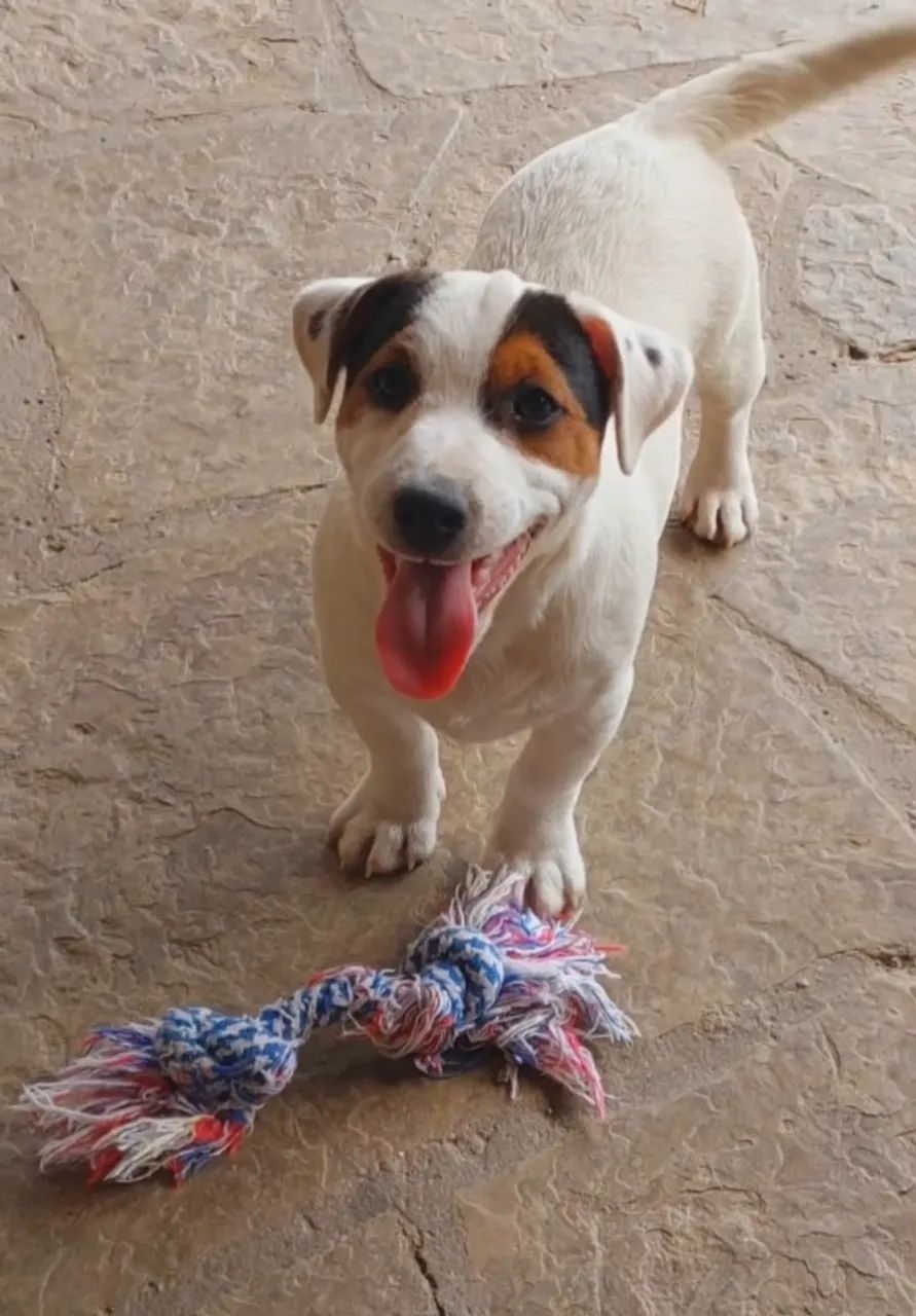 Jack Russel Terrier  - Foto 5