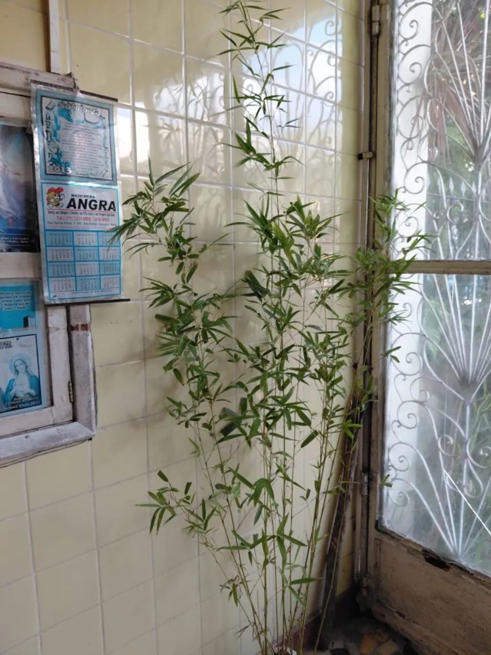 Bambu Cana da India (Phyllostachys aurea) vendo muda DE 1,8 M. - Foto 4