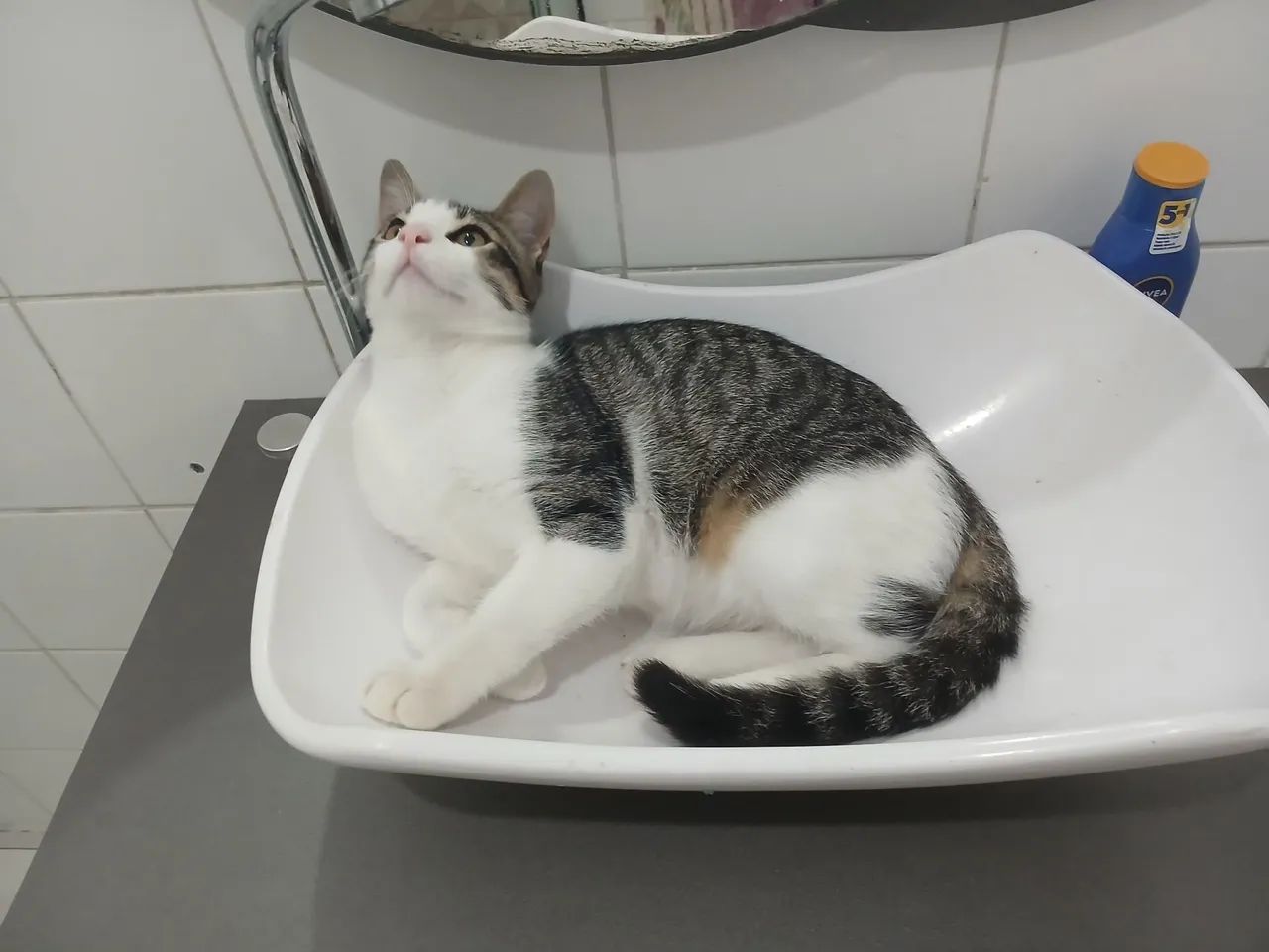 Gatos para doação  - Foto 3