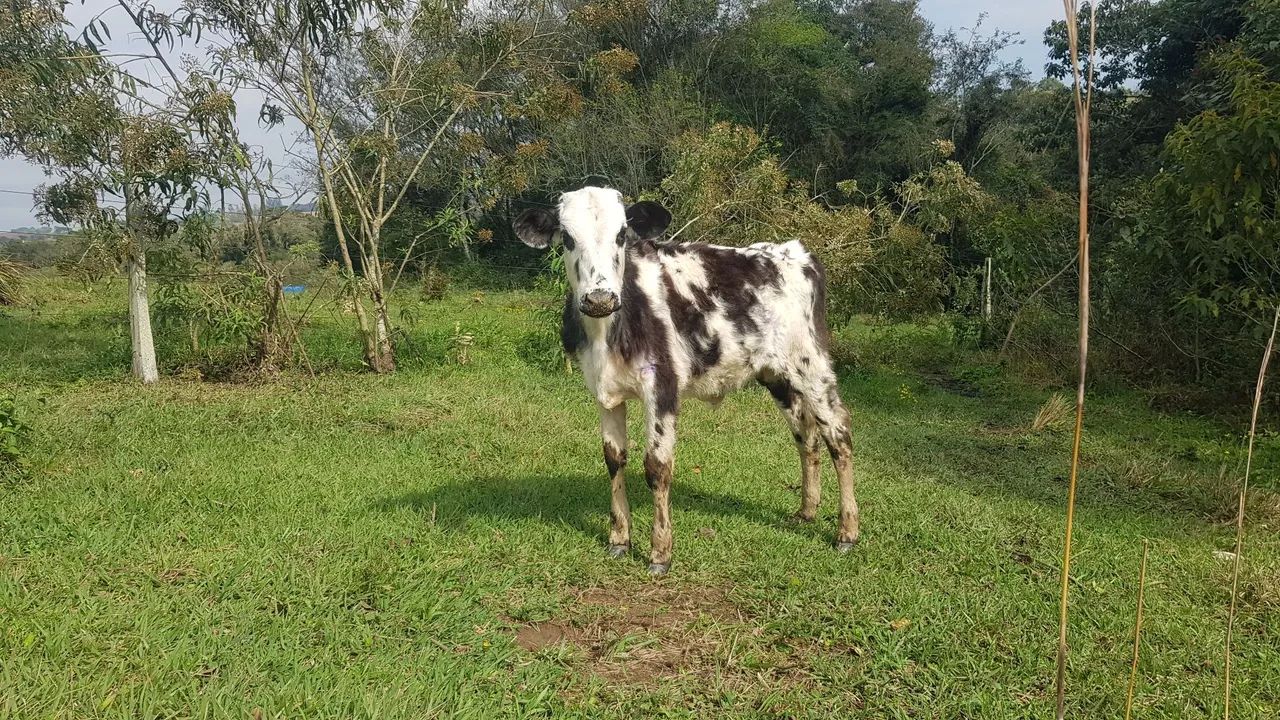 Bezerro mestiço  - Foto 3