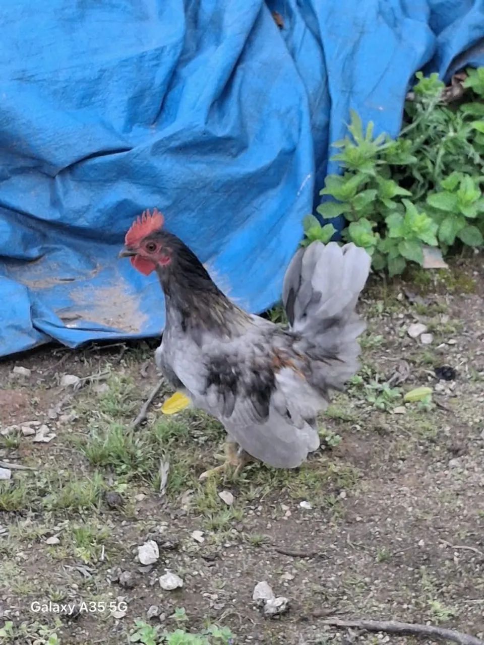 Garnizé macho 