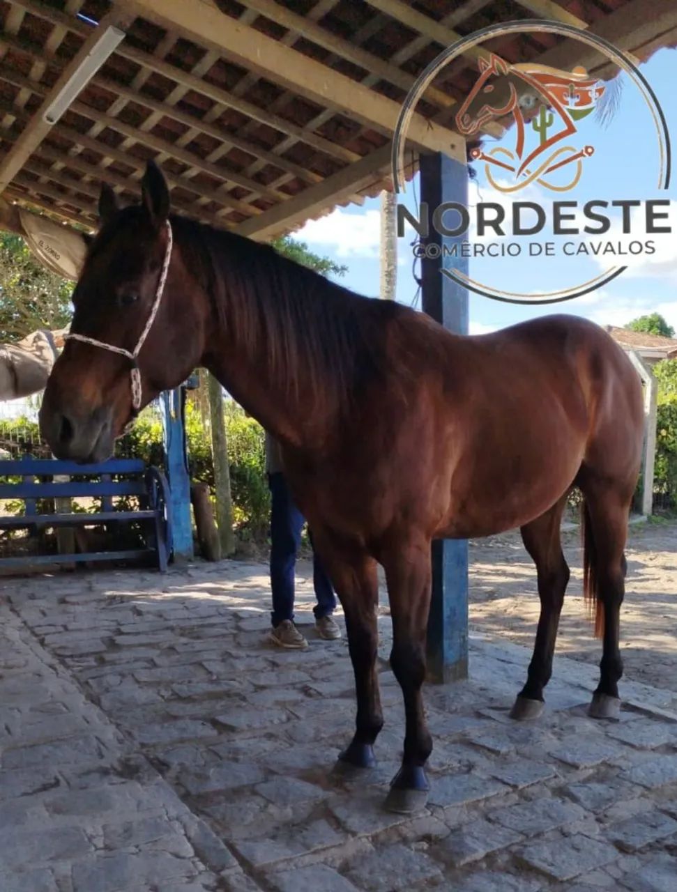 Cavalo de Direita Pronto e Puro - Foto 2