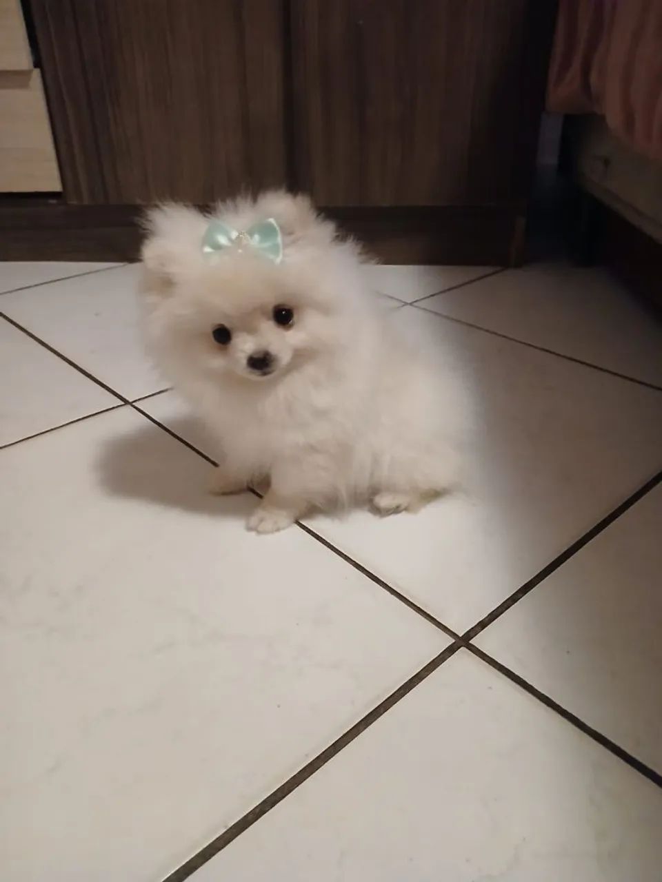 Linda bebê de Spitz anã  - Foto 3