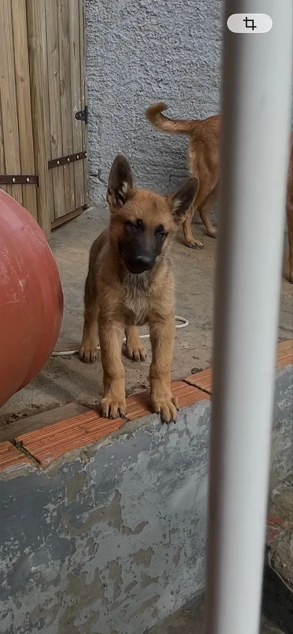 Pastor-belga -malinois