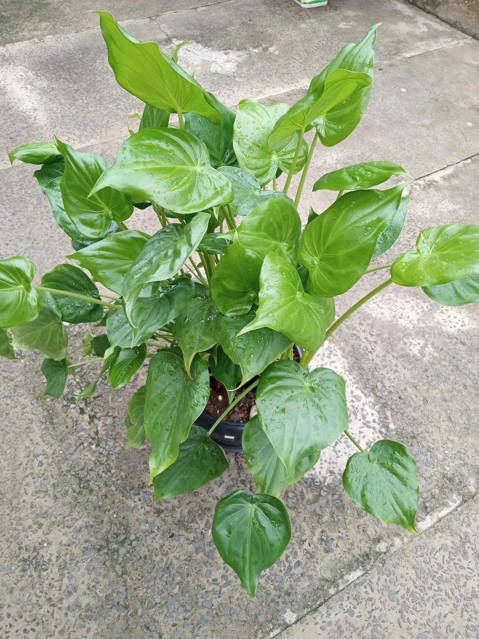 Vaso com planta coração de boi  - Foto 5