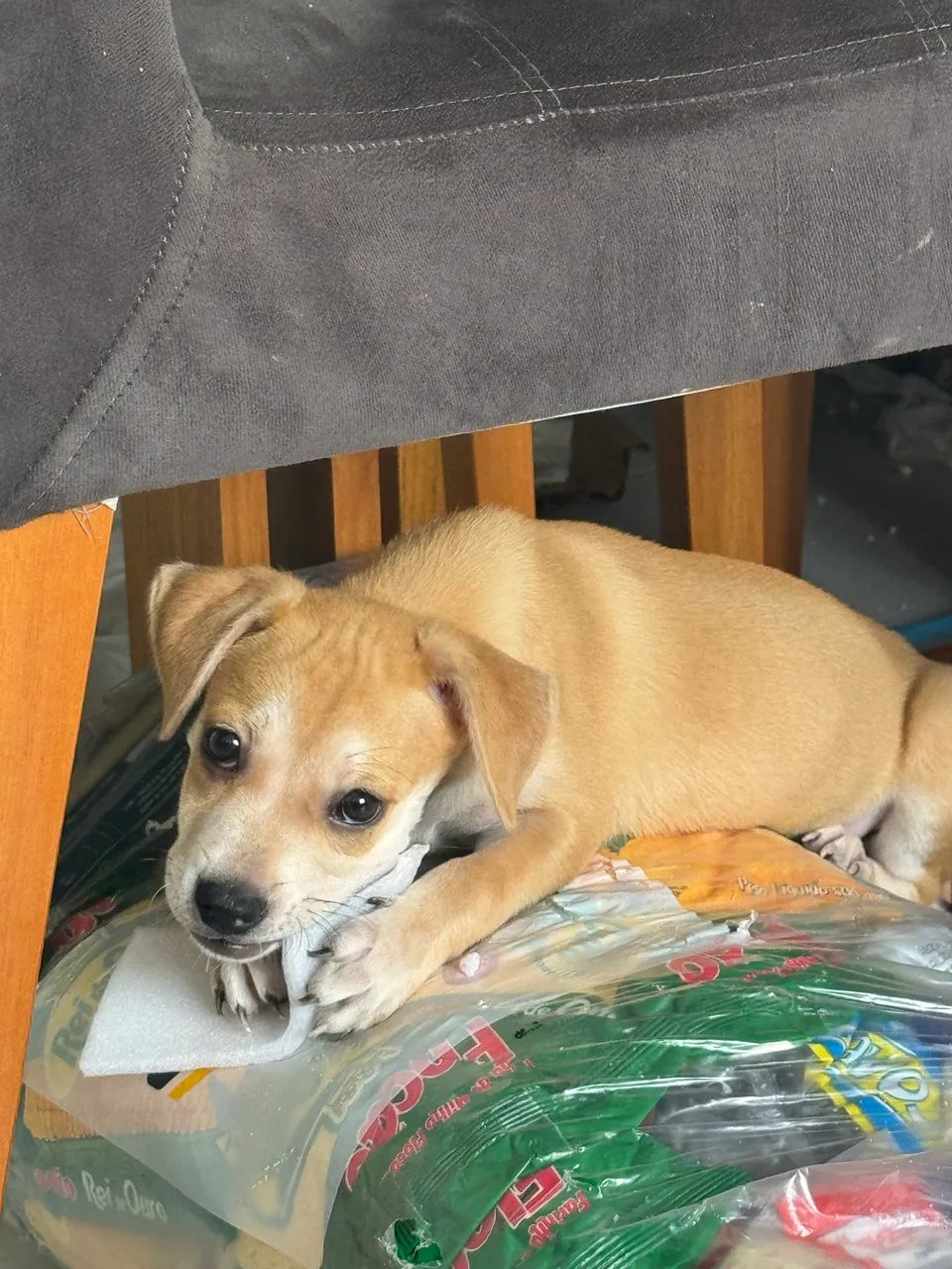 Cachorrinha linda