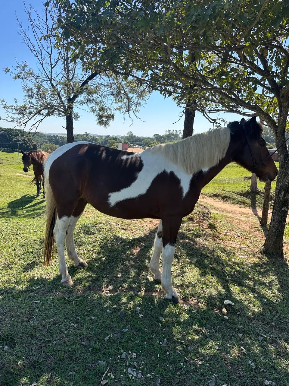 Cavalo valor 3700 - Foto 5