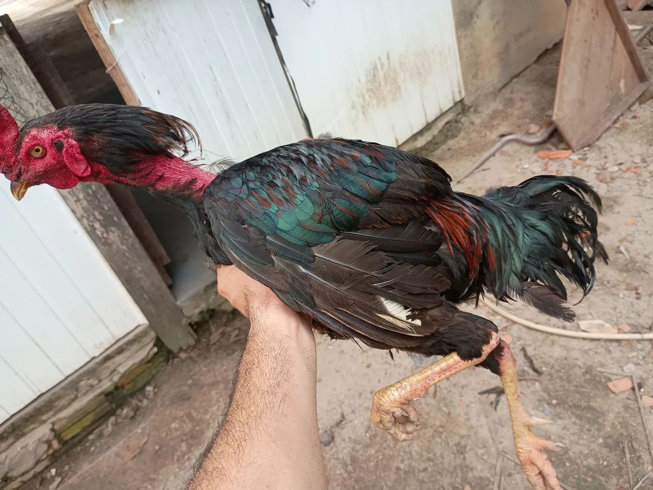 Galo  - Foto 2