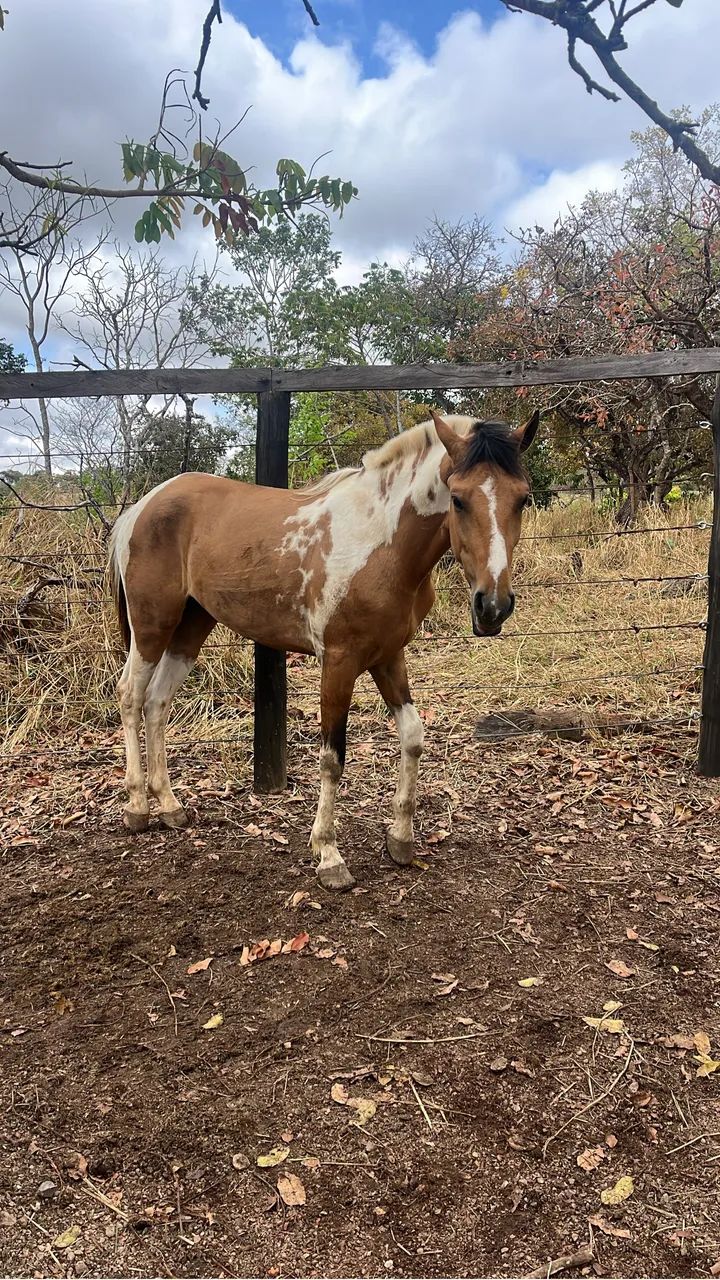 Cavalo  - Foto 5
