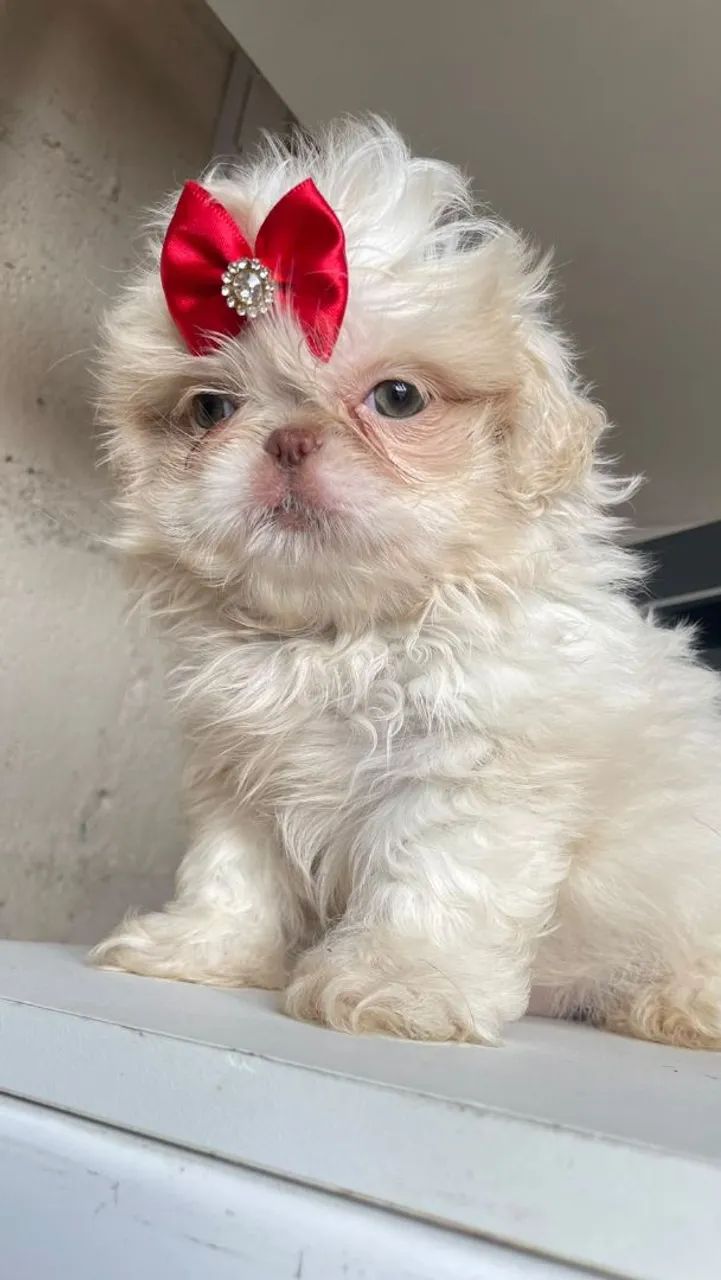 Shitzu femea  - Foto 2