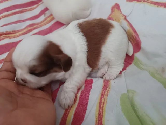Filhotes de Shitzu  - Foto 3