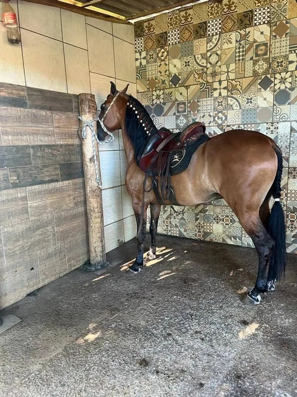 Cavalo marcha batida  - Foto 2