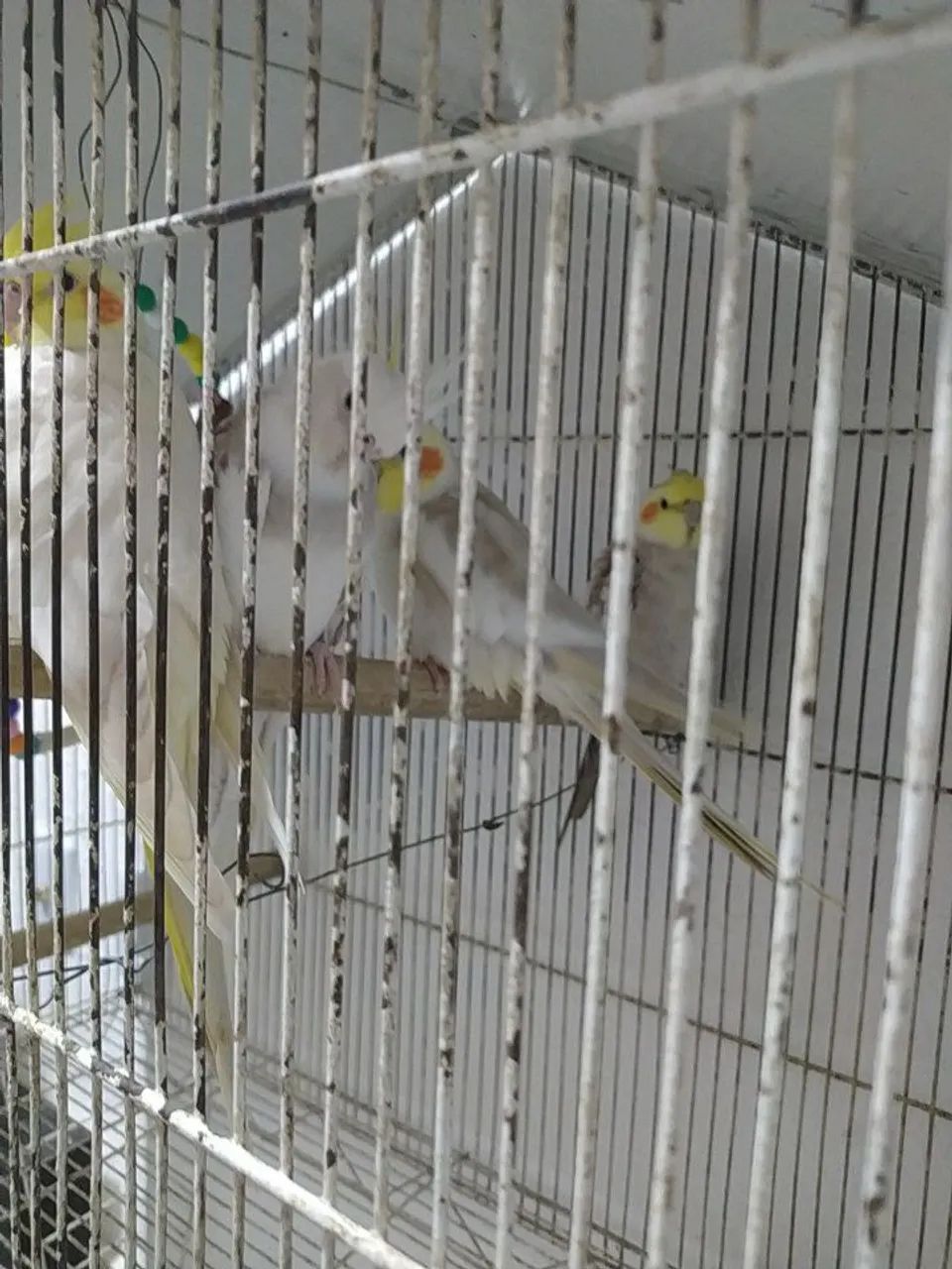 Gaiolas  - Foto 5