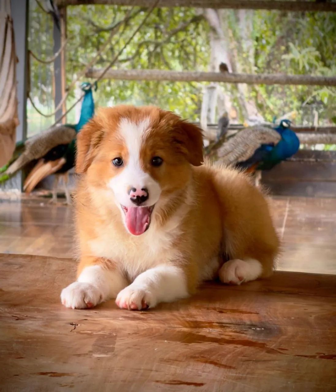 Border collie para campos  - Foto 3