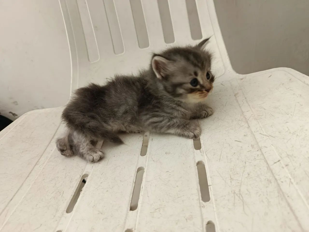 Gatos persa - Foto 5